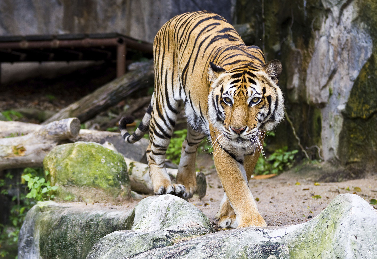 san-diego-zoo-animal-exhibits-attractions-and-tours